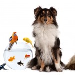Group of pets sitting in front of white background
